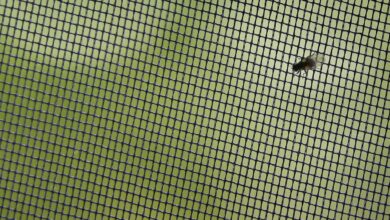 Effektiver Insektenschutz für ruhige Nächte: Viele Wege können zu einem insektenfreien Zuhause führen.
