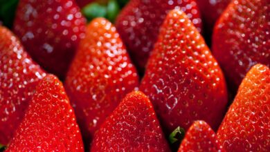 Da Anbau und Transport sehr energieintensiv sind, haben Früh-Erdbeeren eine verheerende Umweltbilanz.