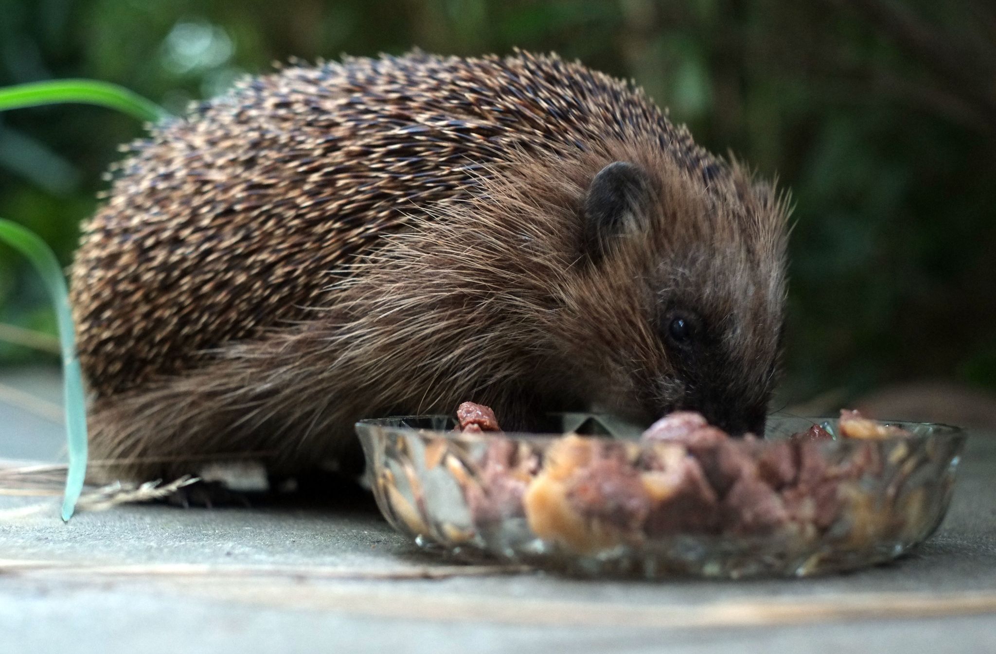 Unterstützung vom Gartenbesitzer: Igel vertragen am besten Feucht- und Trockenfutter für Katzen mit hohem Fleischanteil.