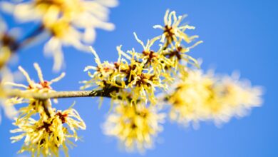 Die Chinesische Zaubernuss (Hamamelis mollis) begeistert schon früh im Jahr mit leuchtend gelben Blüten. Die Blütezeit reicht in Mitteleuropa von Januar bis März.