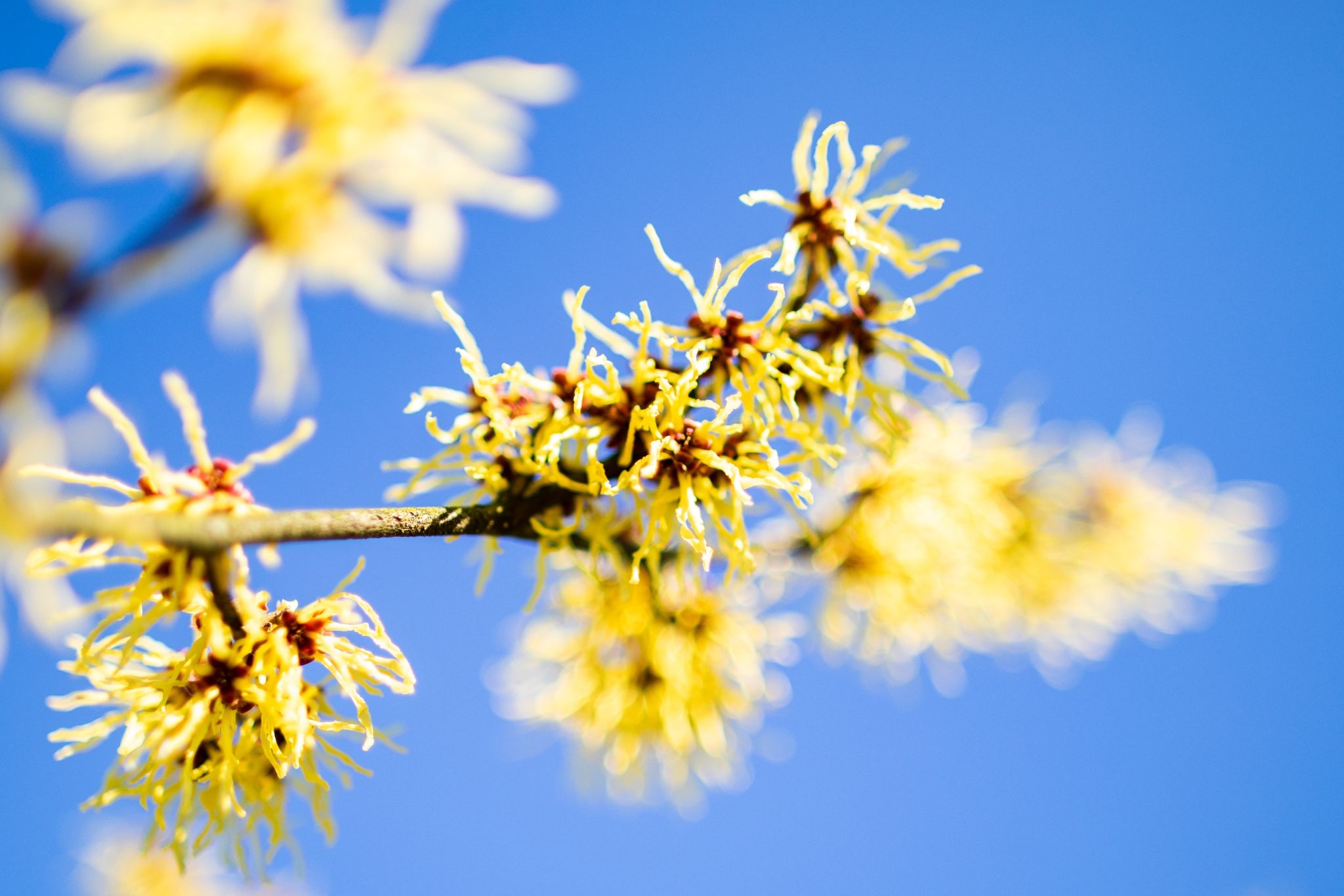 Die Chinesische Zaubernuss (Hamamelis mollis) begeistert schon früh im Jahr mit leuchtend gelben Blüten. Die Blütezeit reicht in Mitteleuropa von Januar bis März.