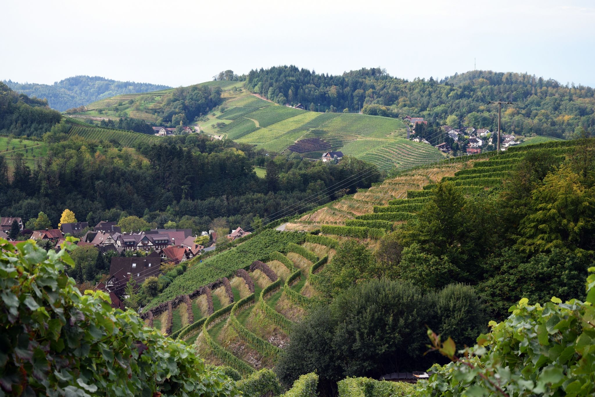Malerische Gegend und Grundlage guter Tropfen: die Weinberge in der Ortenau. (zu dpa: «Typisch Wein aus der Ortenau: Mal mineralisch, mal elegant»)
