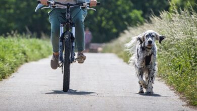 Die Kommandos sitzen? Dann darf der Hund gern ohne Leine neben dem Rad herlaufen.