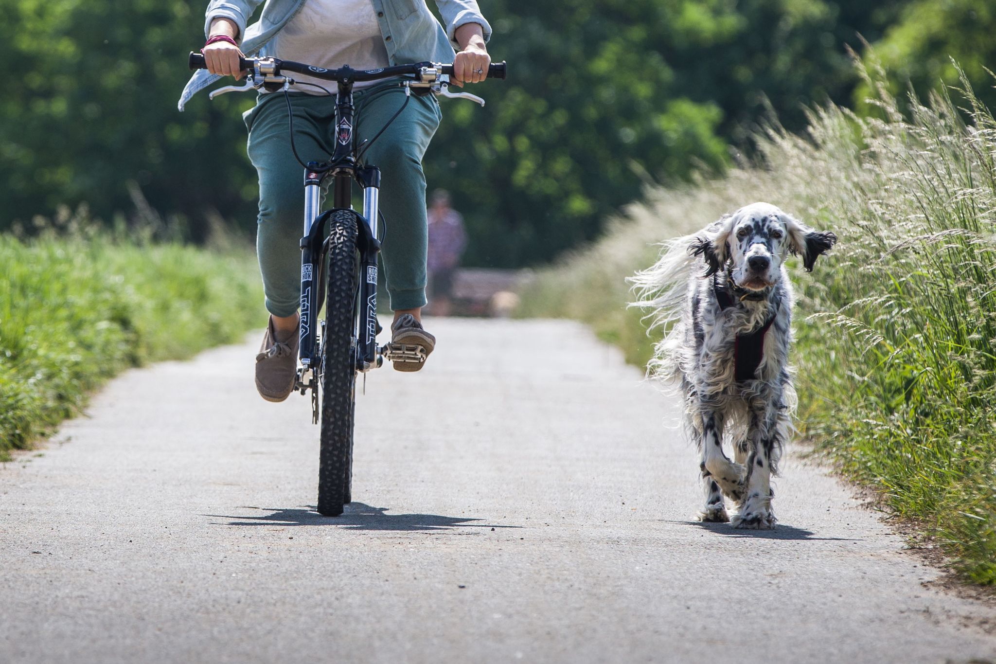 Die Kommandos sitzen? Dann darf der Hund gern ohne Leine neben dem Rad herlaufen.