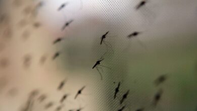 Ihr müsst draußen bleiben! Moskitonetze sind ein essenzieller Schutz vor möglicherweise krankheitsübertragenden Blutsaugern.