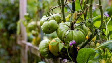 Sie möchten Tomaten aus Tomaten ziehen? Dann können Sie samenfestes Saatgut kaufen und aus den ersten Früchten der Ernte Kerne für neue Pflanzen gewinnen.