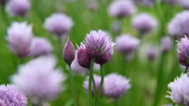 Schnittlauch-Blüten schmecken milder als die Halme und machen sich auch als Deko auf Gerichten gut.