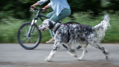 Am besten ist es, Hunde frei neben dem Fahhrad laufen zu lassen.