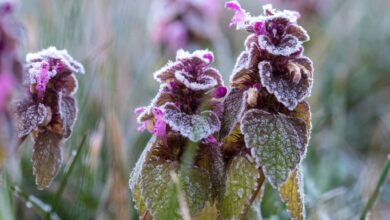 Auch im Frühling kann es noch Frost geben - das haben die vergangenen Tage eindrucksvoll gezeigt.