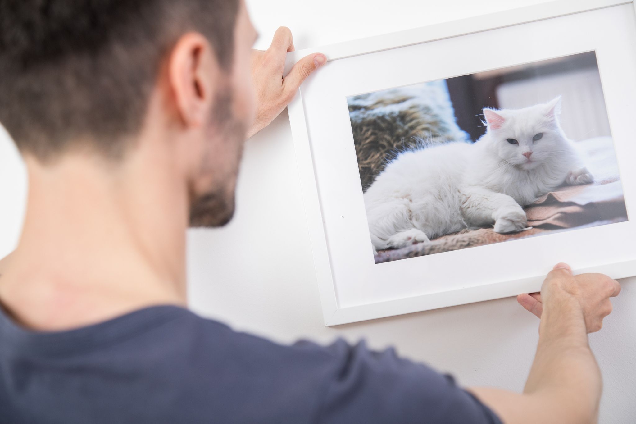 Kleine Katzengalerie gefällig? Wer die Lieblingsfotos nicht in den schier unendlichen Weiten heutiger Festplatten versenken will, kann sich die schönsten Motive als Wandschmuck gestalten.