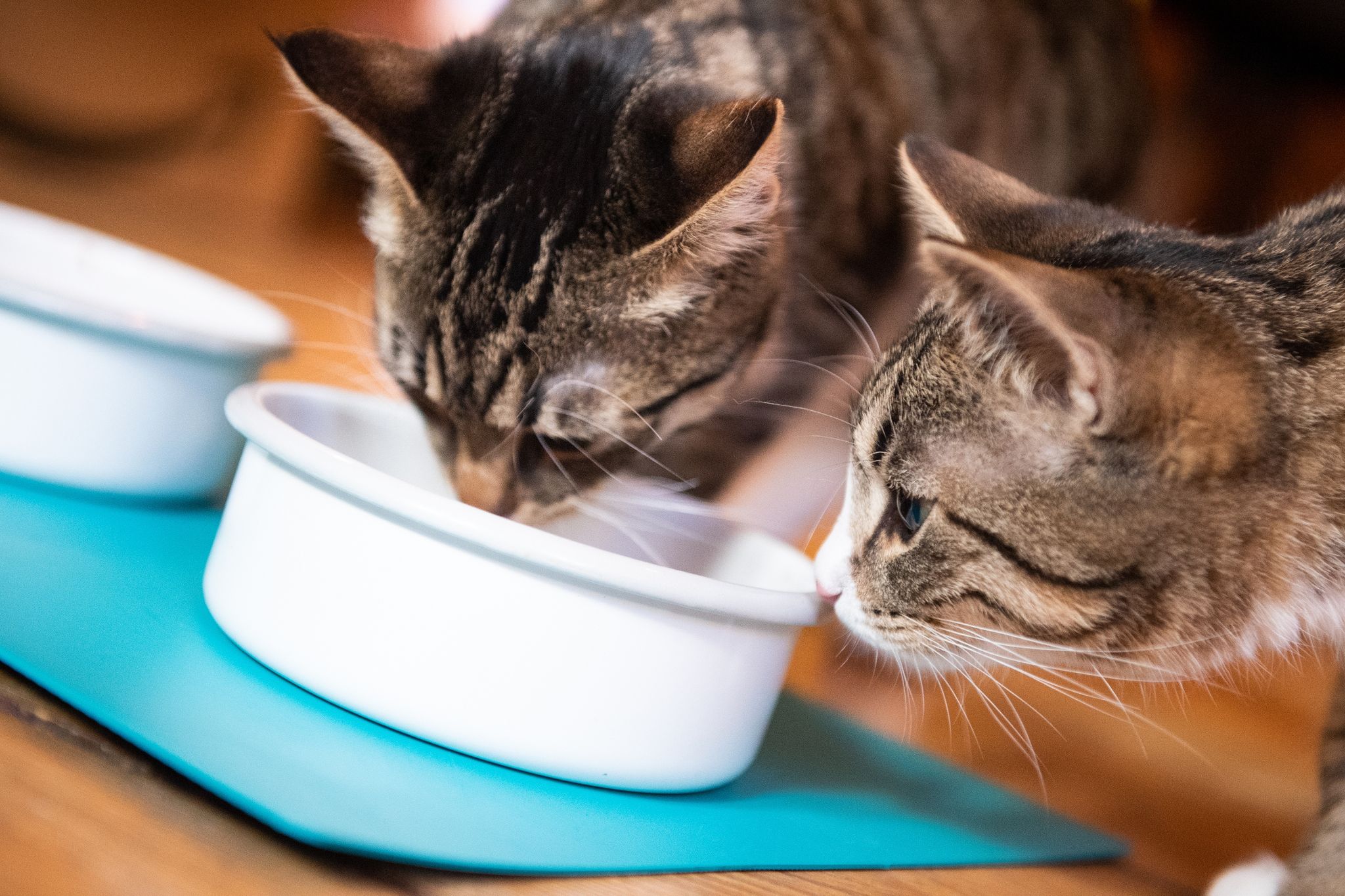 Katzen brauchen gutes Futter, um gesund zu bleiben. Das muss gar nicht das teuerste sein.