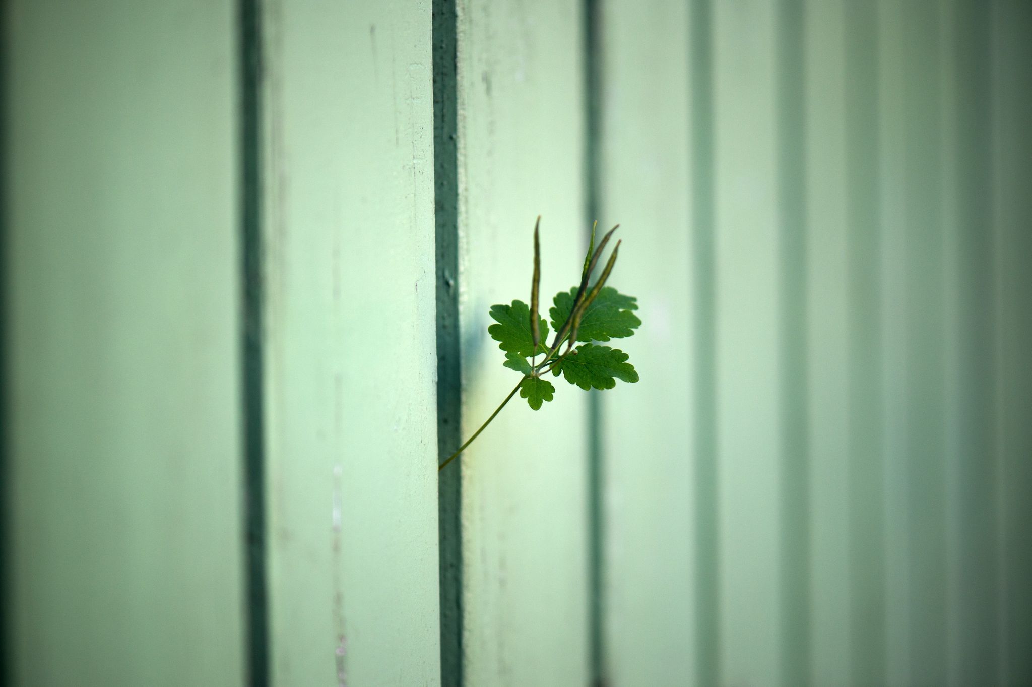 Störende Gartennachbarn können die Ruhe im Grünen erheblich beeinträchtigen. Lärm, ungepflegte Gärten und Neugier sorgen für Unmut.