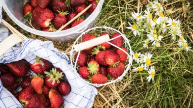 Frische Erdbeeren sollten bald verzehrt werden, da sie empfindlich sind und nicht nachreifen.