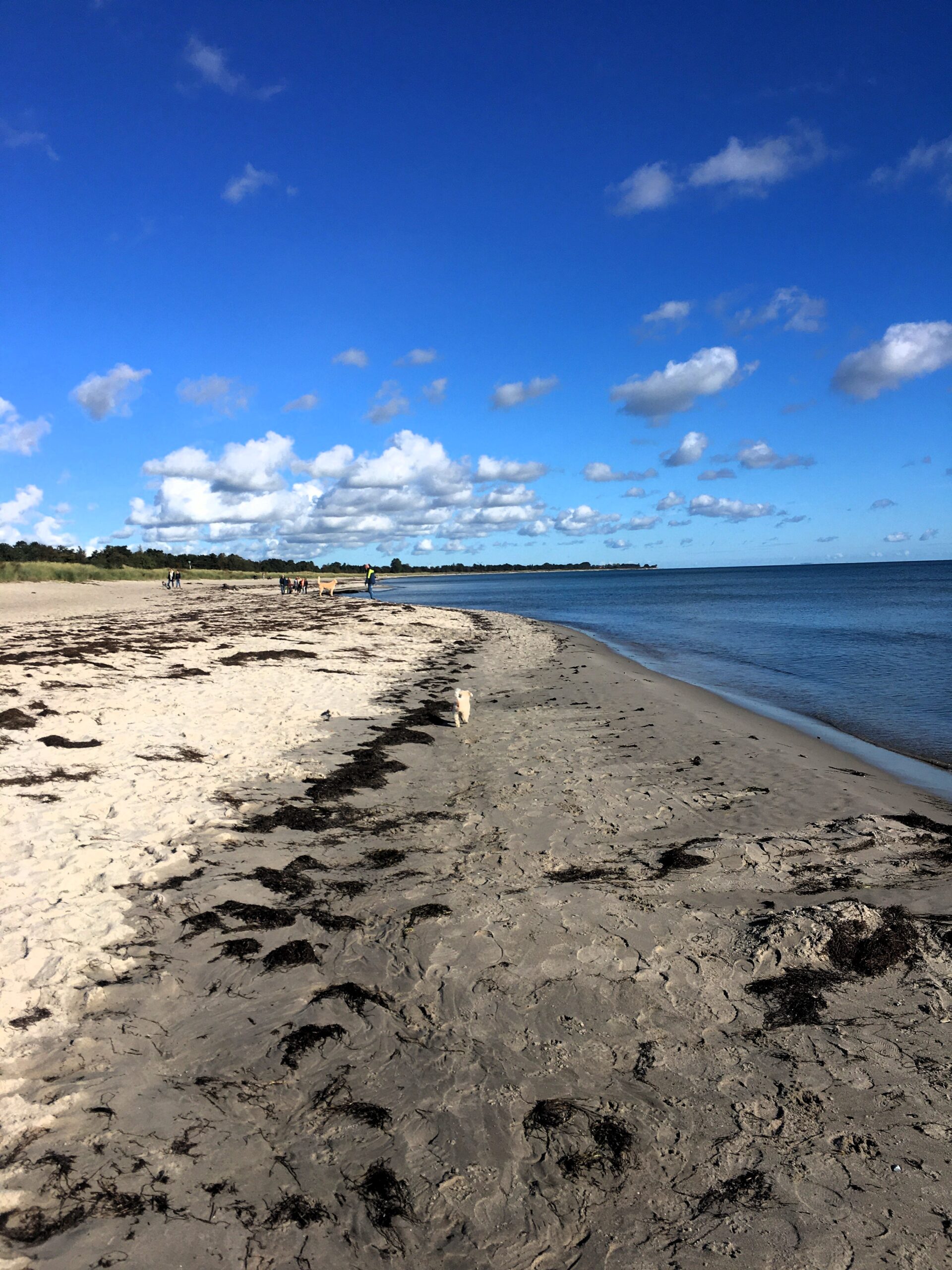 Der kleine Hund und das Meer. Bild: Annette Schröder