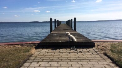 Bobby, ein Superheld am Ostseestrand. Bild: Annette Schröder