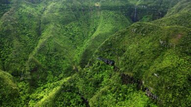 Black River Gorges Nationalpark ©MTPA/Bamba