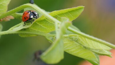 Im Garten kann man getrost auf Pestizide verzichten, denn der Marienkäfer übernimmt die Rolle als natürlicher Schädlingsbekämpfer.