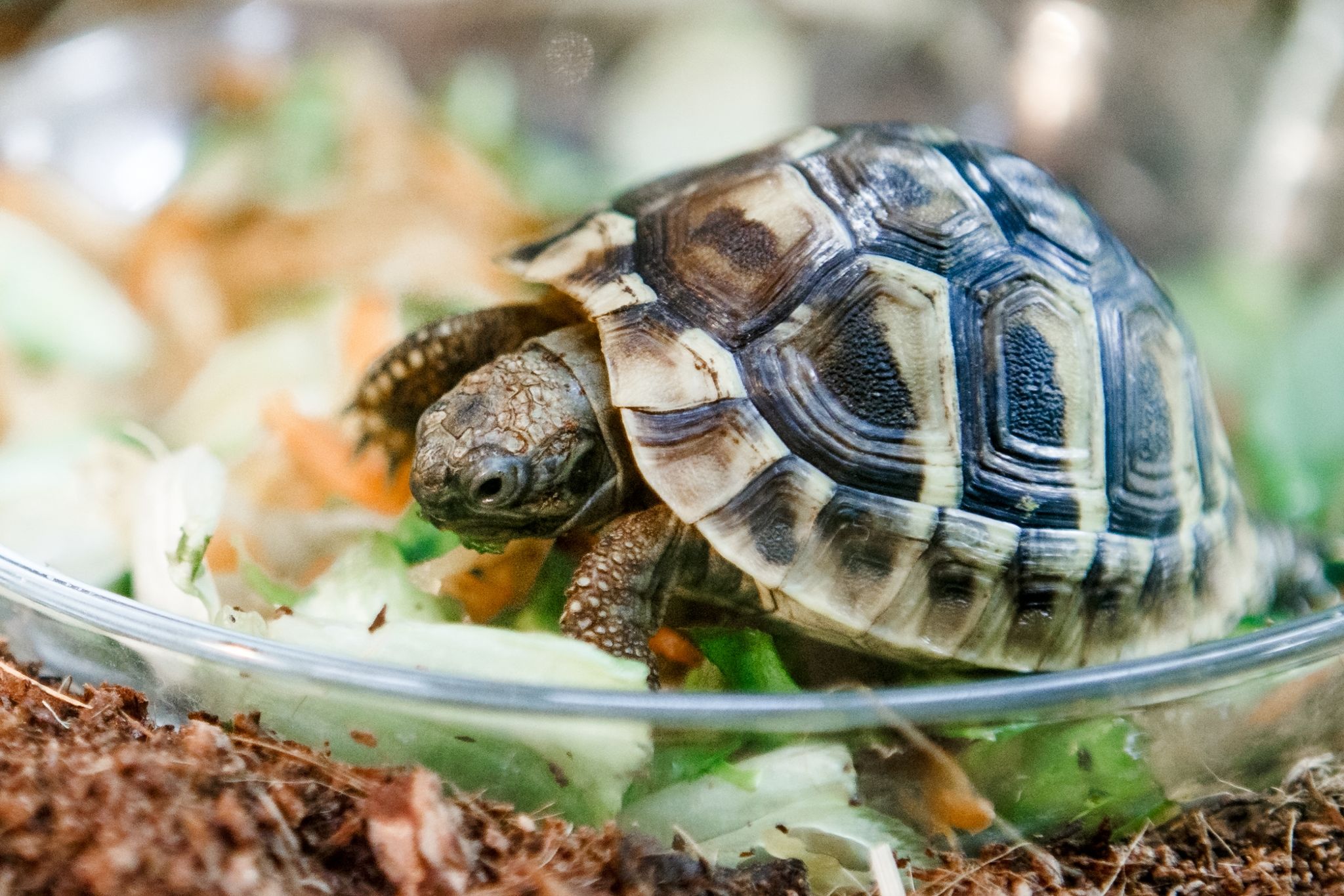 Griechische Landschildkröten, wie diese in der Zootierhandlung «Zoohaus Ottensen» in Hamburg, sind beliebte Haustiere.