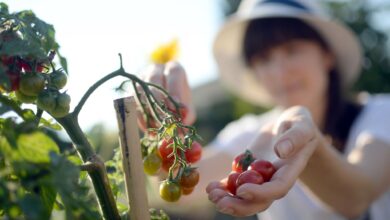 Tomaten für den Garten? Dafür eignen sich etwa Sorten wie «Frühzauber», «Homosa» oder die Datteltomaten «Elfin» und «Fioline».