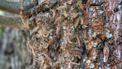 Ungebetene und sogar gefährliche Gäste: Wer den Eichenprozessionsspinner im Garten hat, sollte diese Beobachtung am besten den Behörden melden.
