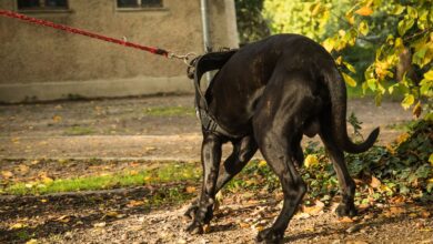 Tierhalterhaftpflicht: Wenn der Hund Schäden verursacht, ist eine eigene Versicherung für Hundehalter oft unerlässlich, um für entstandene Schäden aufzukommen.