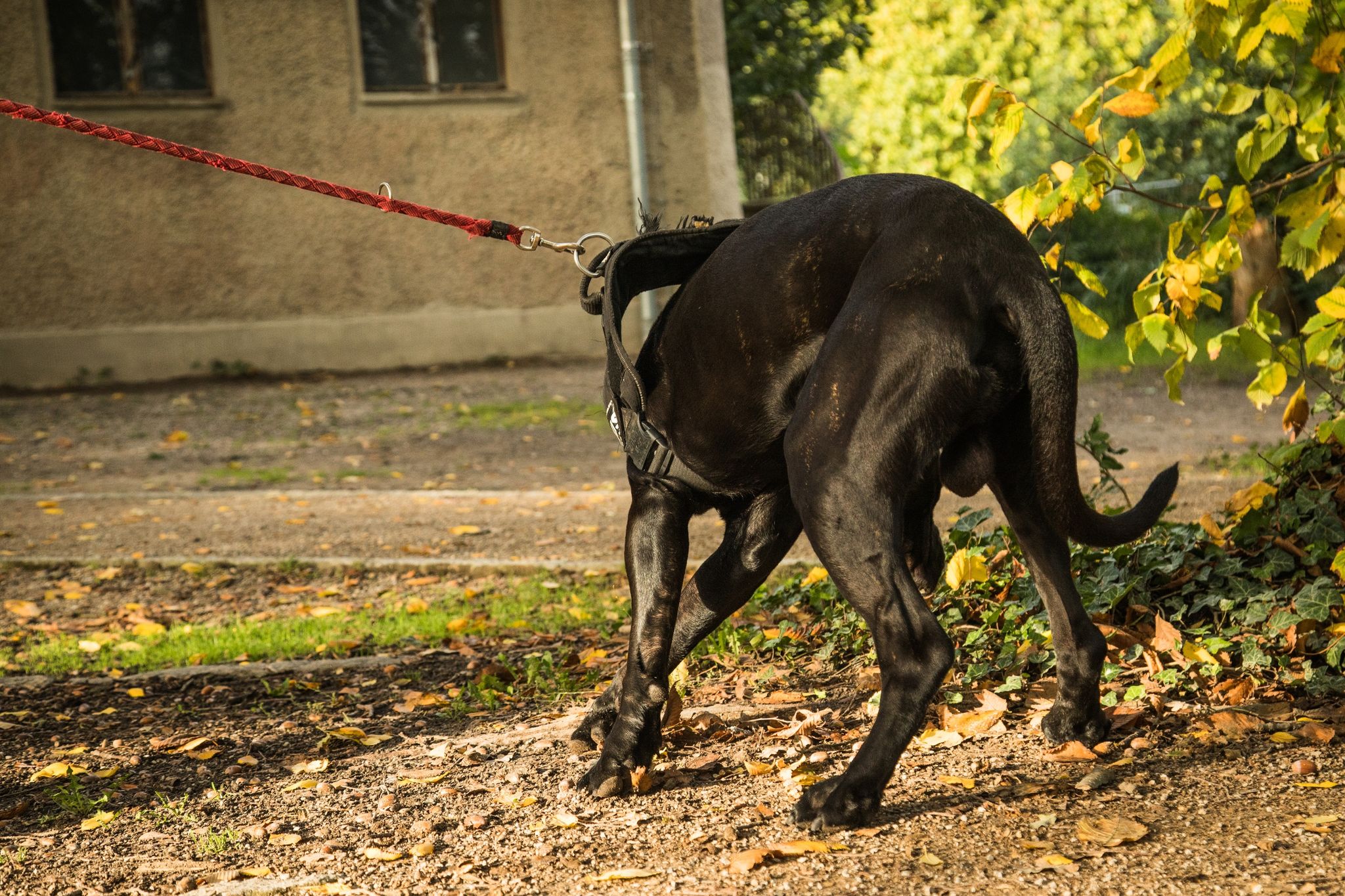 Tierhalterhaftpflicht: Wenn der Hund Schäden verursacht, ist eine eigene Versicherung für Hundehalter oft unerlässlich, um für entstandene Schäden aufzukommen.