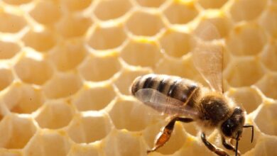 Für welche Honigsorte gesammelt wird, ist abhängig von der Jahreszeit und dem Standplatz der Bienenstöcke.