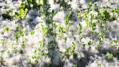 Schön und brandgefährlich: Pappelflaum kann schon beim kleinsten Funken Feuer fangen und Brände auslösen.