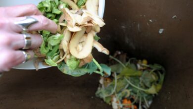 Alternative zur Biotonne: Mithilfe einer Wurmkiste können Bioabfälle in fruchtbare Erde umgewandelt werden.