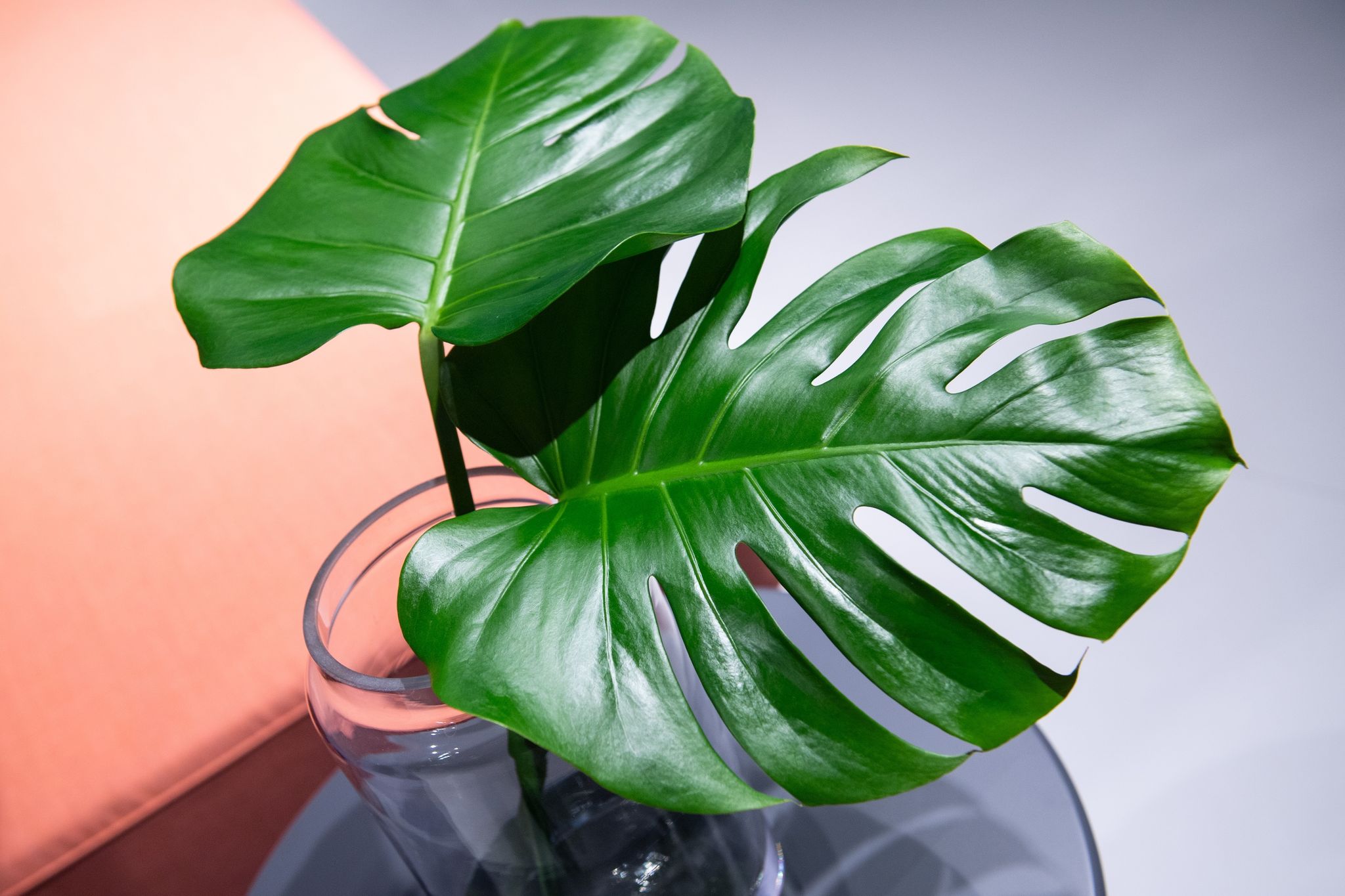 Die Monstera fühlt sich an einem hellen Standort ohne direkte Sonneneinstrahlung wohl.