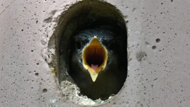 Ein Kleiber-Jungtier schaut aus seinem Vogelhäuschen und reißt hungrig seinen Schnabel auf.