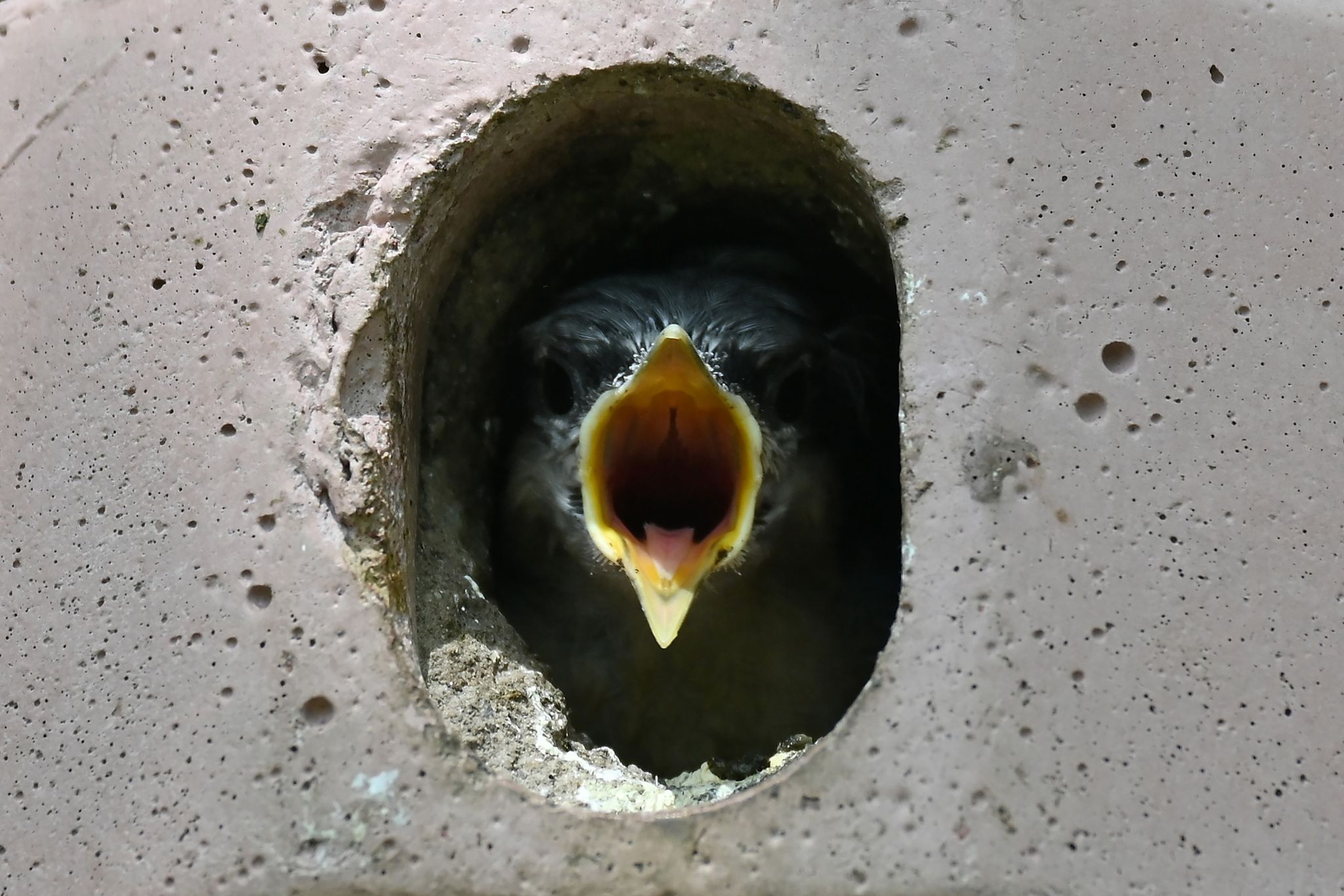 Ein Kleiber-Jungtier schaut aus seinem Vogelhäuschen und reißt hungrig seinen Schnabel auf.