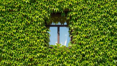 Grüner Hitzeschutz: Pflanzen können für mehr Kühle sorgen.