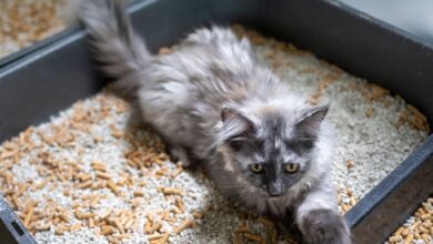 Katzen nehmen saubere Klos besser an. Für eine einfache Reinigung sollte die Streu-Produkte Flüssigkeit gut binden.