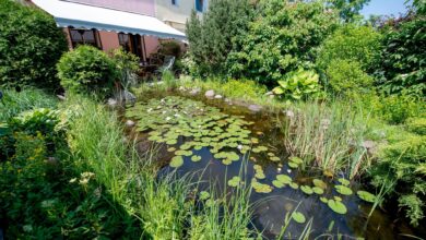 Frösche, Insekten, Vögel: Ein Gartenteich ist ein kleines Biotop für viele Wildtiere.