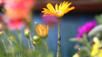 Blattläuse lassen sich entweder per Hand absammeln oder mit Hilfe eines Suds entfernen. (zu dpa: «Wie Sie Blattläuse auf natürliche Weise loswerden»)