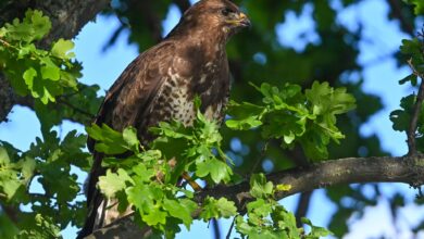 Jogger sollten in diesen Wochen an Waldrändern vorsichtiger unterwegs sein - denn es ist Brutzeit bei den Mäusebussarden und vereinzelt verteidigen die Vögel ihren Nachwuchs gegen den vermeintlich gefährlichen schnell laufenden Menschen.