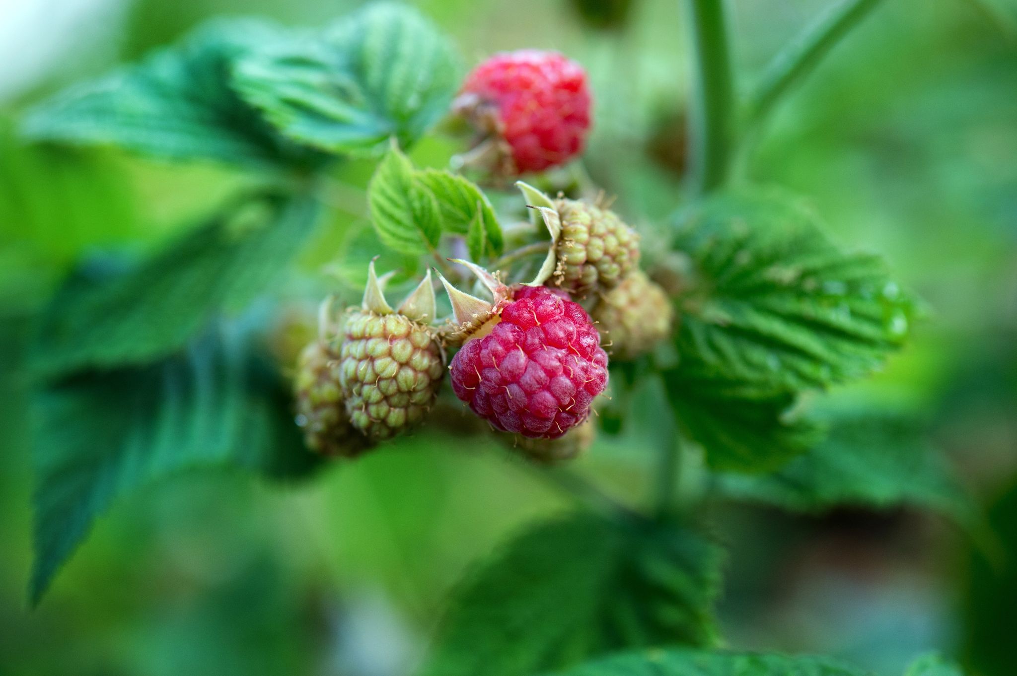Himbeeren wachsen wild im Wald. Schatten macht ihnen deshalb nichts aus.