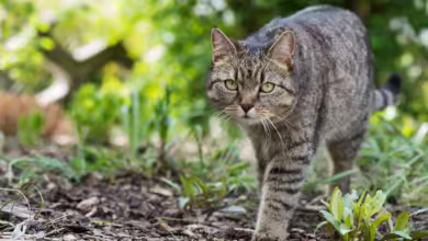 Stromert die Katze gerne im Freien, bleiben Zecken oft nicht aus. Wer sein Tier davor schützen möchte, sollte aber nicht zu Mitteln mit dem Wirkstoff Permethrin greifen.