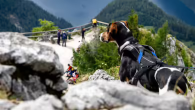 Wer mit seinem Hund in den Alpen wandern geht, sollte auf Herden und Herdenschutzhunde achten: Direkte Begegnungen mit Kühen, Schafen oder Ziegen sind zu vermeiden, indem man markierte Wege nicht verlässt und den Hund an der kurzen Leine führt.