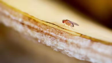 Unerwünschte Mitesser: Fruchtfliegen umschwirren im Sommer gerne den Obstkorb.