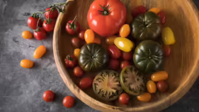 Lassen sich einfach und in wenigen Schritten nachziehen: Tomaten.