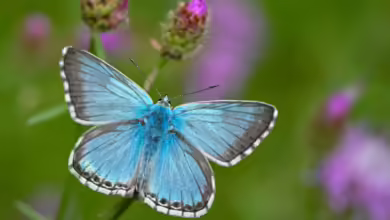 Was für ein schöner Schmetterling! Aber welche Art ist es? Die Antwort: sehr wahrscheinlich ein Faulbaum-Bläuling.