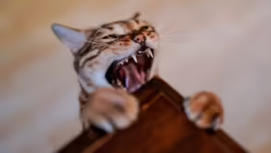 Die Zahnpflege von Katzen sollte, genau wie beim Menschen, prophylaktisch stattfinden.
