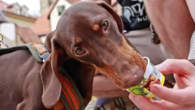 Man kann es kaufen oder selber machen: Hundeeis zur Erfrischung