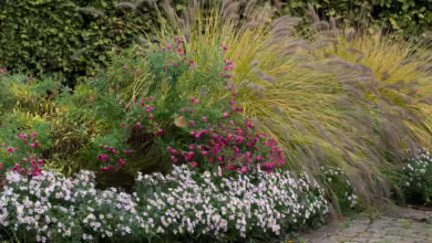 Lampenputzergras Und Herbstastern In Den Gärten Der Welt