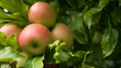 Äpfel - in der Betuwe werden viele Sorten des Kernobstes kultiviert. Sehenswert ist die Region zur Blüte - aber auch zur Erntezeit im Herbst.