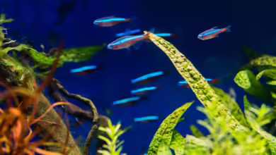 Fische Im Aquarium