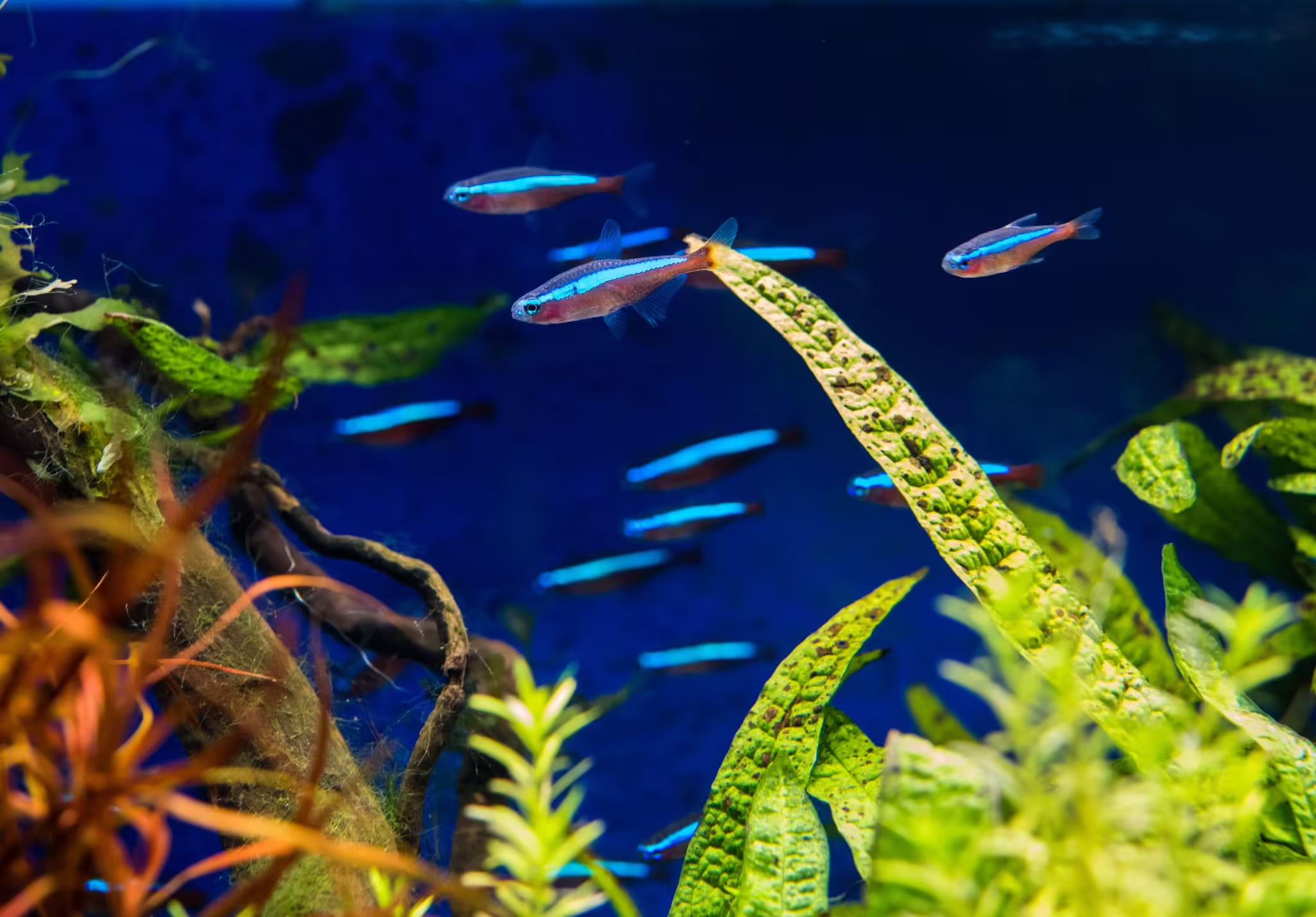 Fische Im Aquarium