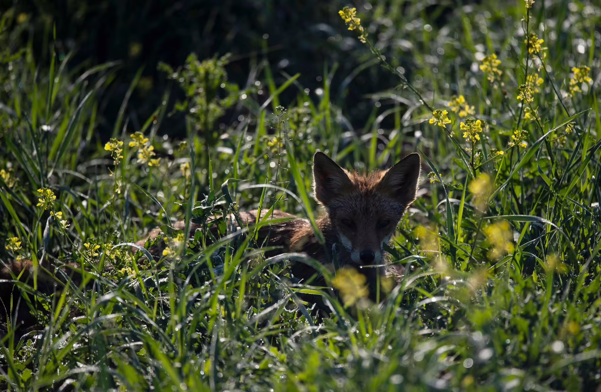 Fuchs Auf Der Wiese